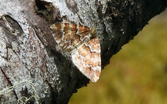 Enchoria lacteata