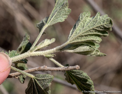 Malacothamnus helleri