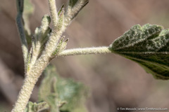 Malacothamnus helleri
