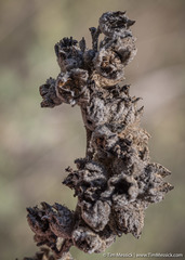 Malacothamnus helleri