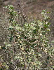 Malacothamnus helleri