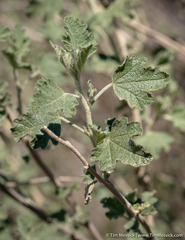Malacothamnus helleri