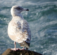 Larus argentatus