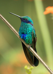 Colibri coruscans