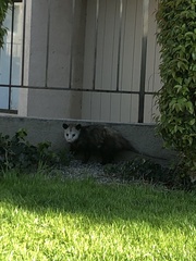 Didelphis virginiana