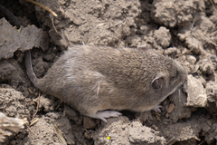 Heteromys irroratus
