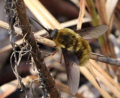 Bombylius atriceps
