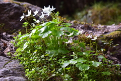 Kumlienia hystricula
