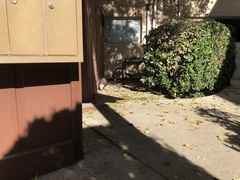 Didelphis virginiana