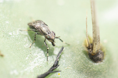 Stictomyia longicornis