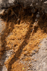 Cheliomyrmex morosus