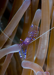 Ancylomenes sarasvati