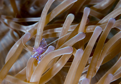 Ancylomenes sarasvati