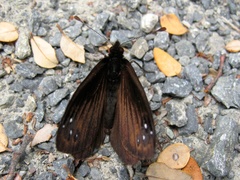 Percnodaimon merula