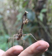 Tauromantis championi