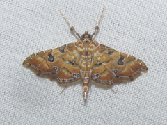 Ommatospila narcaeusalis