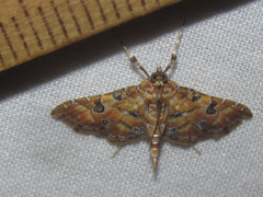 Ommatospila narcaeusalis