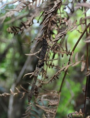 Tauromantis championi