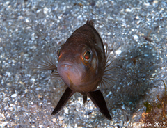 Serranus hepatus