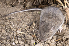 Heteromys irroratus