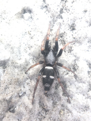 Sergiolus columbianus