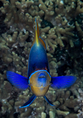 Pomacanthus navarchus