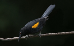 Icterus pyrrhopterus