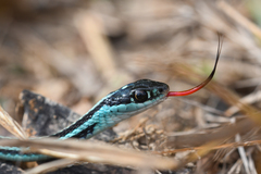 Thamnophis proximus proximus