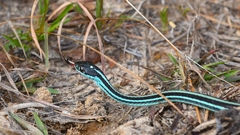 Thamnophis proximus proximus