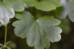 Kumlienia hystricula