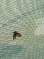 Clogmia albipunctata