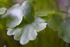 Kumlienia hystricula