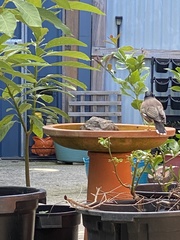 Acridotheres tristis