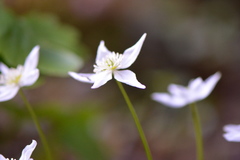 Kumlienia hystricula