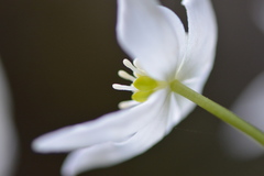 Kumlienia hystricula