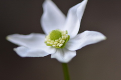 Kumlienia hystricula