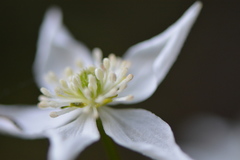 Kumlienia hystricula