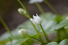 Kumlienia hystricula