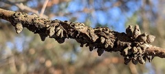 Callirhytis quercusgemmaria