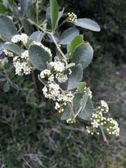 Gymnosporia nemorosa