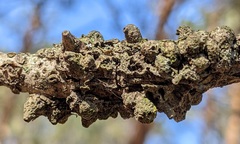 Callirhytis quercusgemmaria