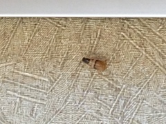 Insecta