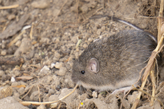 Heteromys irroratus