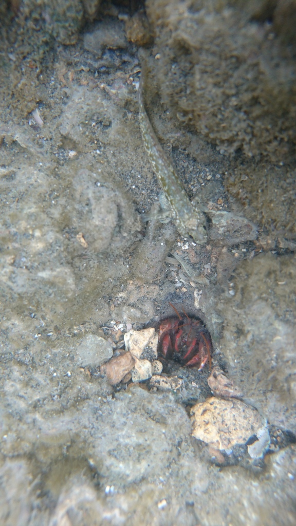 Strahlaxiidae