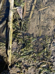 Ceratophyllum demersum