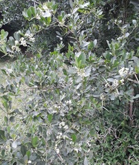 Gymnosporia nemorosa