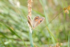 Argyrophenga antipodum