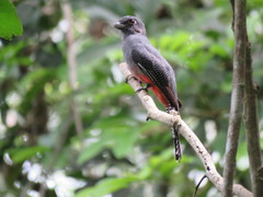 Trogon curucui