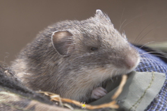 Heteromys irroratus