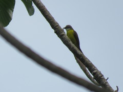 Myiozetetes granadensis